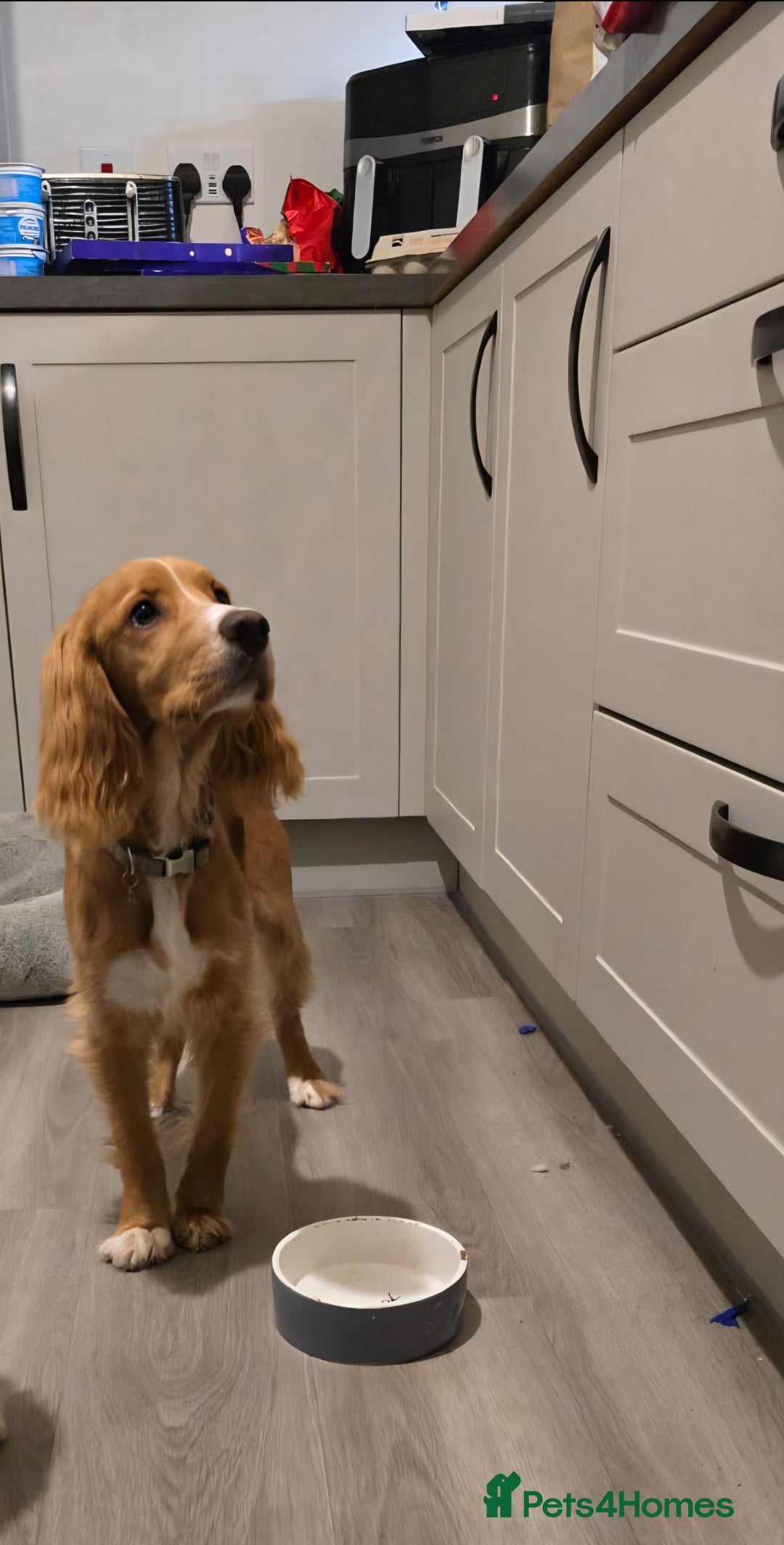 Cocker Spaniel dogs for sale: Red cocker spaniel - Advert 2