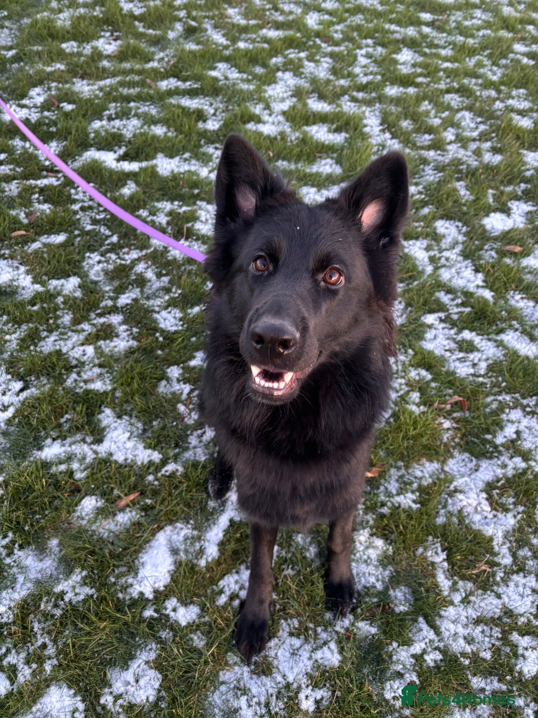 German Shepherd dogs for sale: Long haired gsd NALA - Advert 5