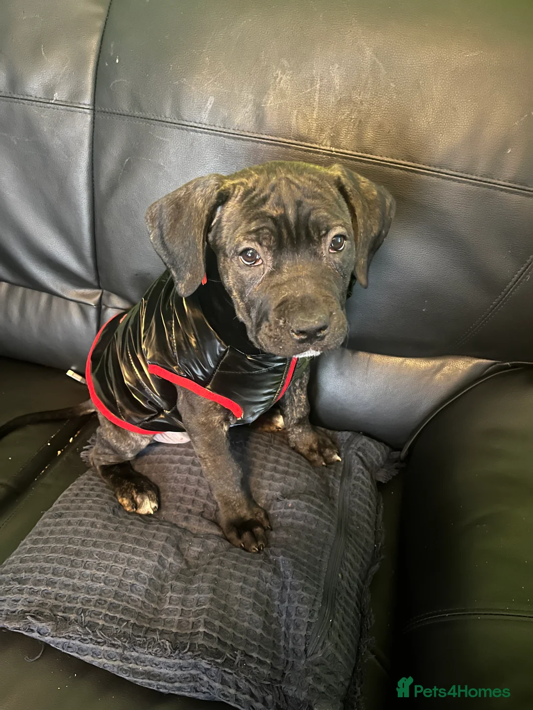 Cane Corso dogs for sale: Cane Corso Puppies ready x 1 female - Advert 1