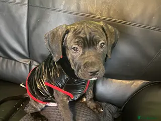 Cane Corso dogs Cane Corso Puppies ready x 1 female - Advert 10