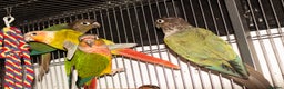 Conures birds for sale: Male Mutation Green Cheek Conures - Advert 4