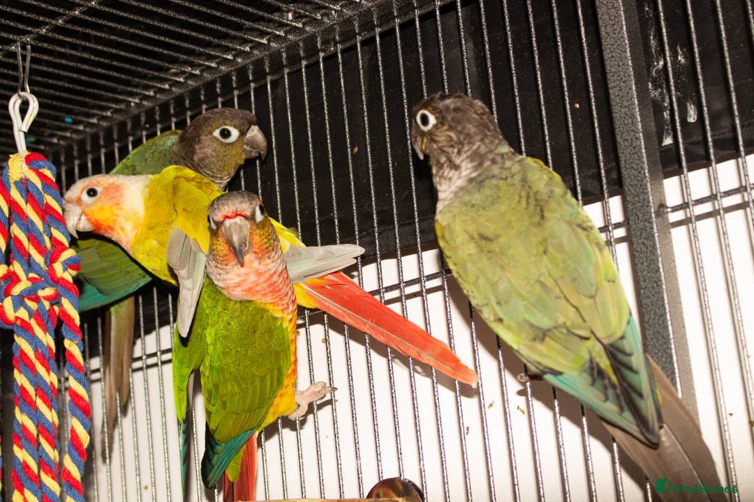 Conures birds for sale: Male Mutation Green Cheek Conures - Advert 4