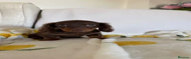 Miniature Dachshund 1