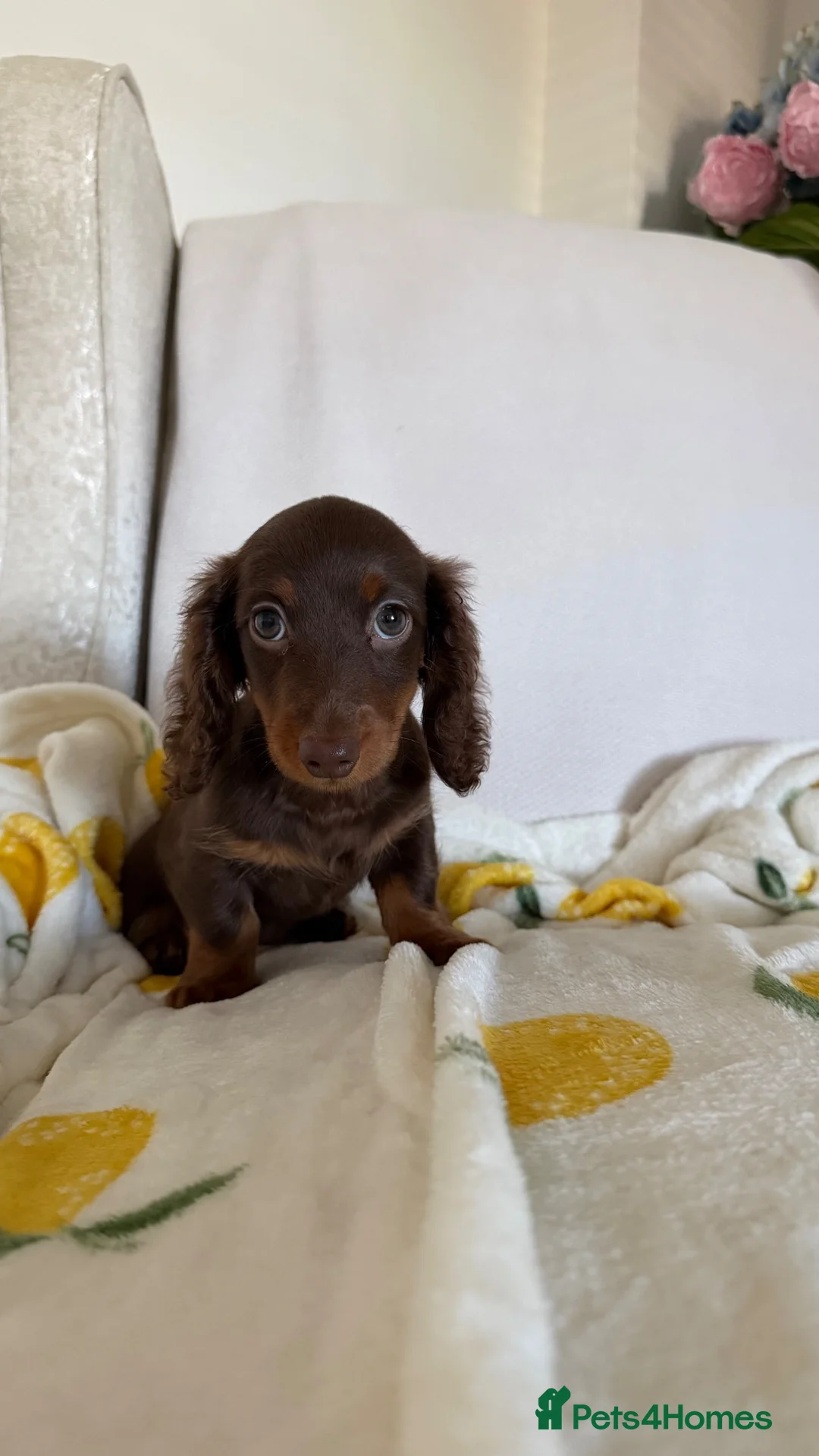 Miniature Dachshund dogs for sale: KC Chocolate & Tan Miniature Dachshund Puppy - Advert 7
