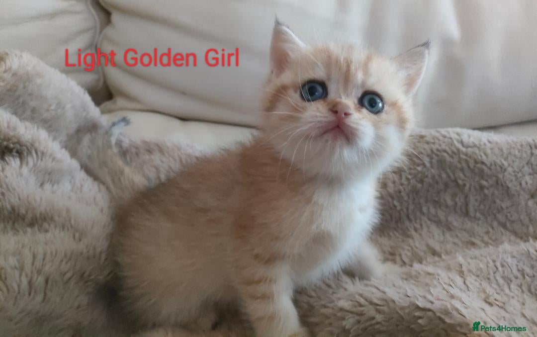 British Shorthair cats Golden British Short Hair Kitten for sale - Advert 15