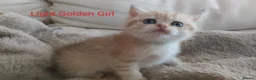 British Shorthair cats for sale: Golden British Short Hair Kitten for sale - Advert 9