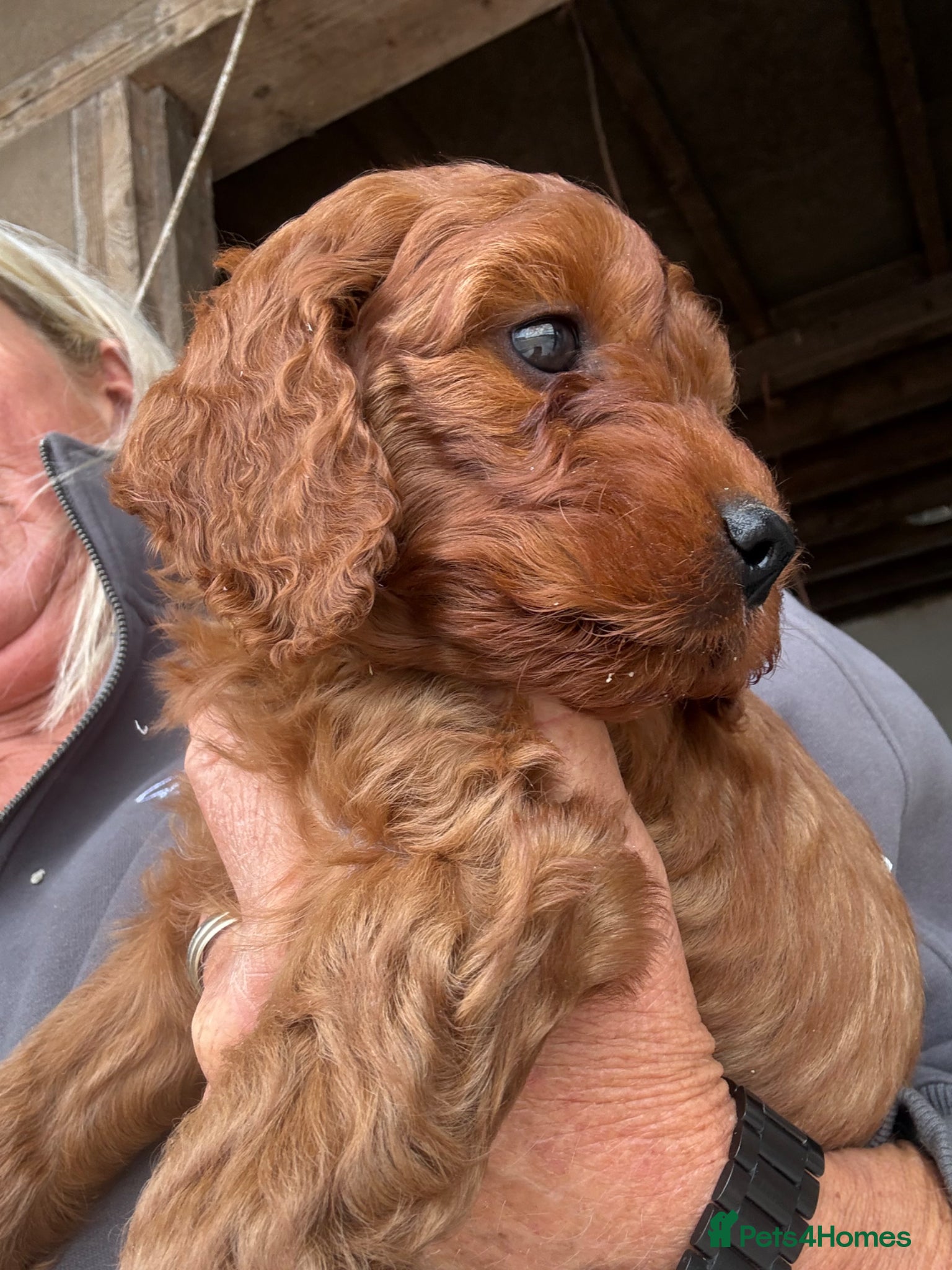 Irish Doodle dogs Ready in 2 weeks! Medium Irish Doodles - Advert 4