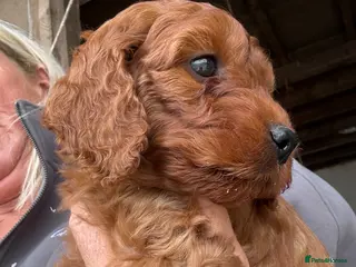 Irish Doodle dogs Ready in 2 weeks! Medium Irish Doodles - Advert 17