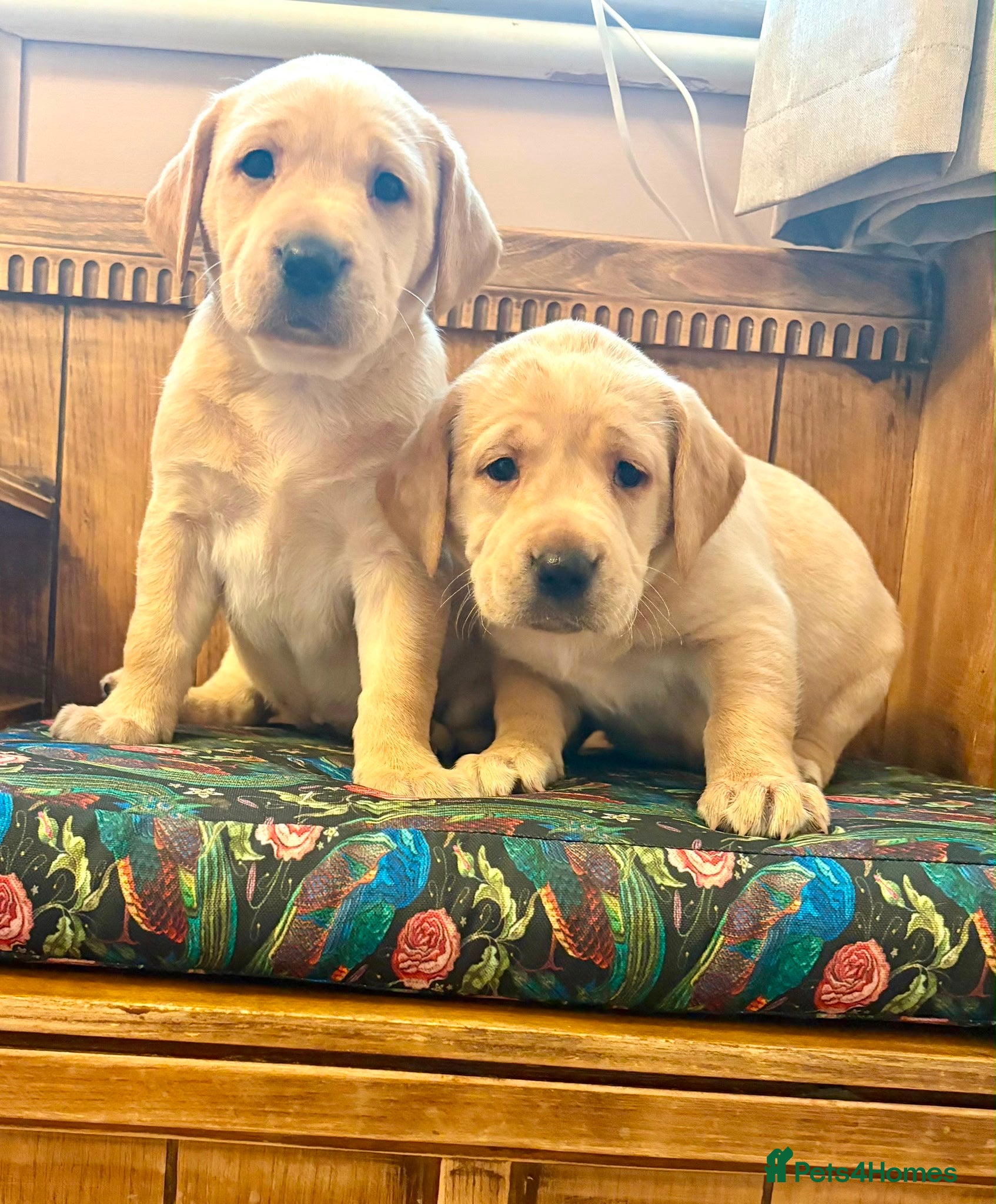 Labrador Retriever dogs Kc Labrador puppies - Advert 14