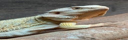 Bearded Dragon reptiles for sale: Leather morph bearded dragon  - Advert 2