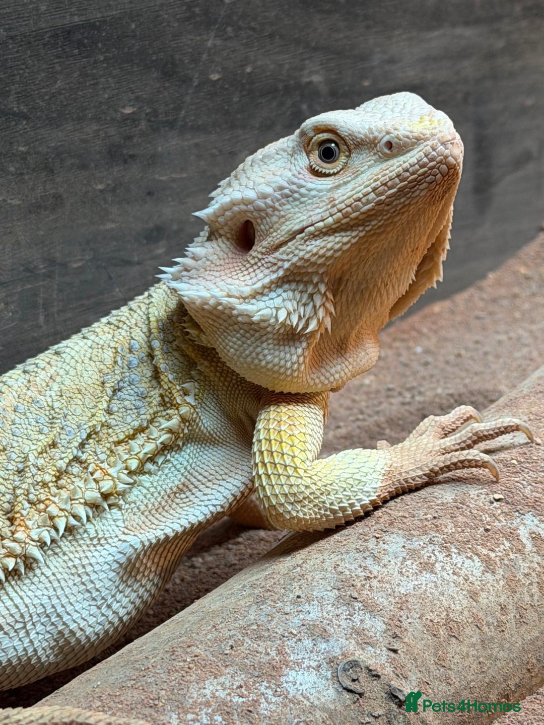 Bearded Dragon reptiles for sale: Leather morph bearded dragon  - Advert 2