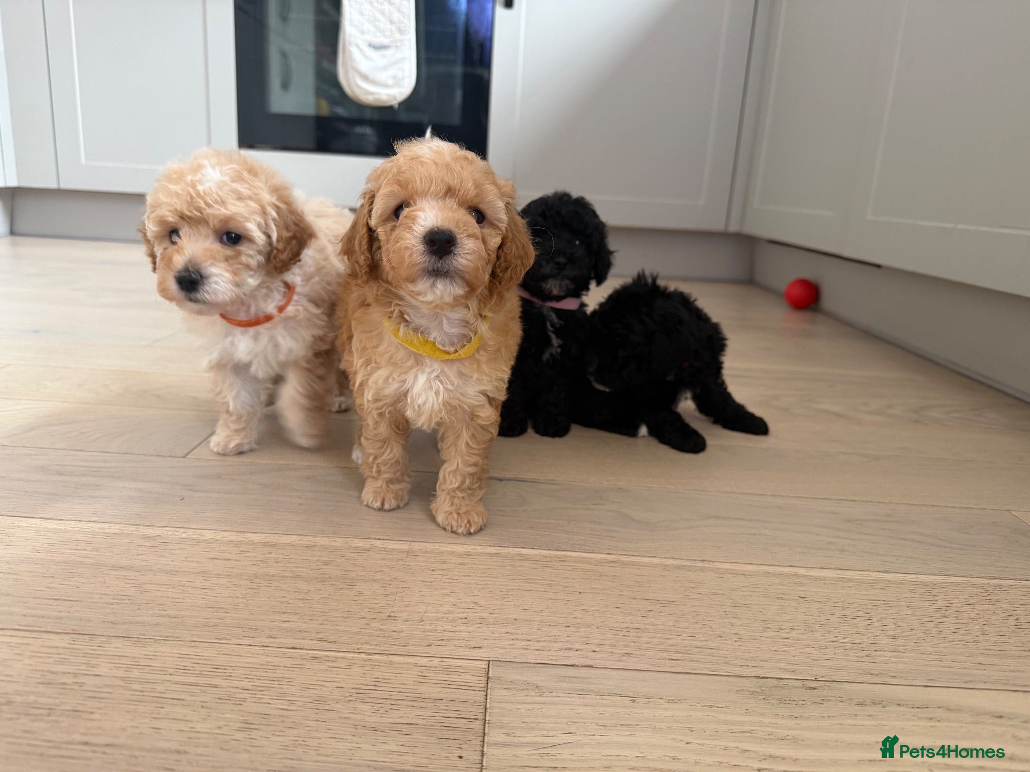 Toy Poodle dogs Toy poodles puppies (Party-colored) - Advert 1