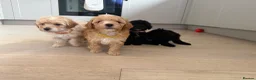 Toy Poodle dogs for sale: Toy poodles puppies. Last girl left - ready to go - Advert 1