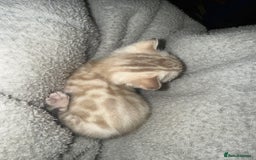 Bengal cats for sale: Bengal kittens  - Advert 4