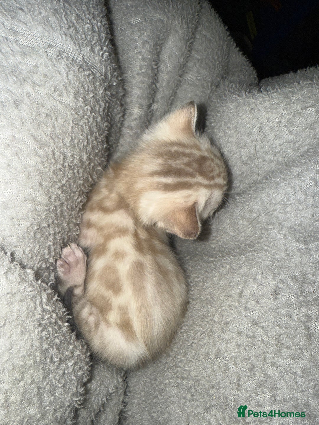 Bengal cats for sale: Bengal kittens  - Advert 4