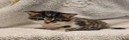 Mixed Breed cats for sale: 3 Gorgeous Kittens - Advert 7