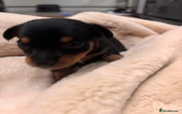 Mixed Breed dogs for sale: Jackawawa - Image 33