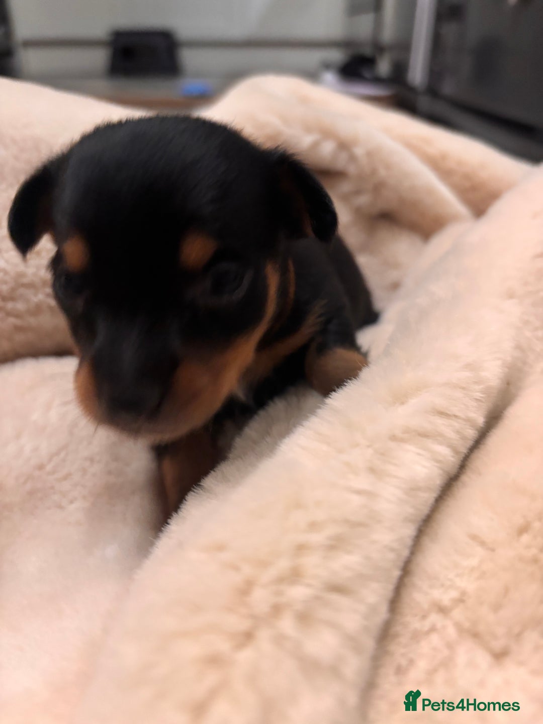 Mixed Breed dogs for sale: Jackawawa - Image 33