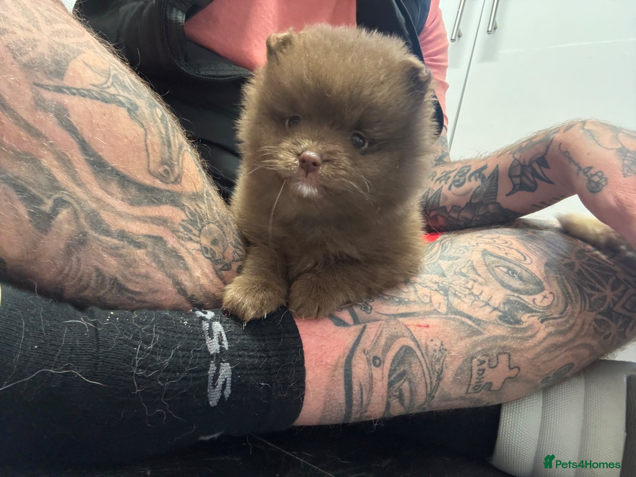 Pomeranian dogs for sale: Pups ready to leave chip and first jab done  - Advert 5