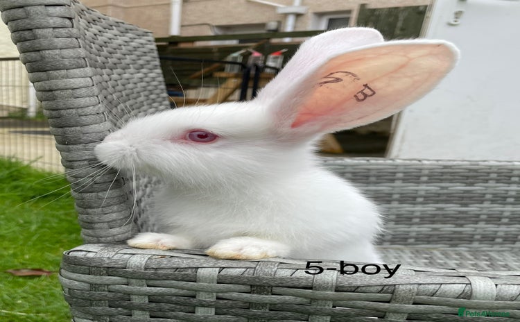 Continental Giant rabbits - Advert 2