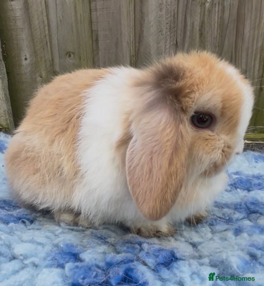 Mini Lop rabbits PEDIGREE MINI LOP BABIES READY TO LEAVE NOW  - Advert 14