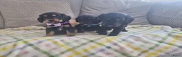 Cocker Spaniel dogs for sale: Cocker spaniel pups  - Advert 14