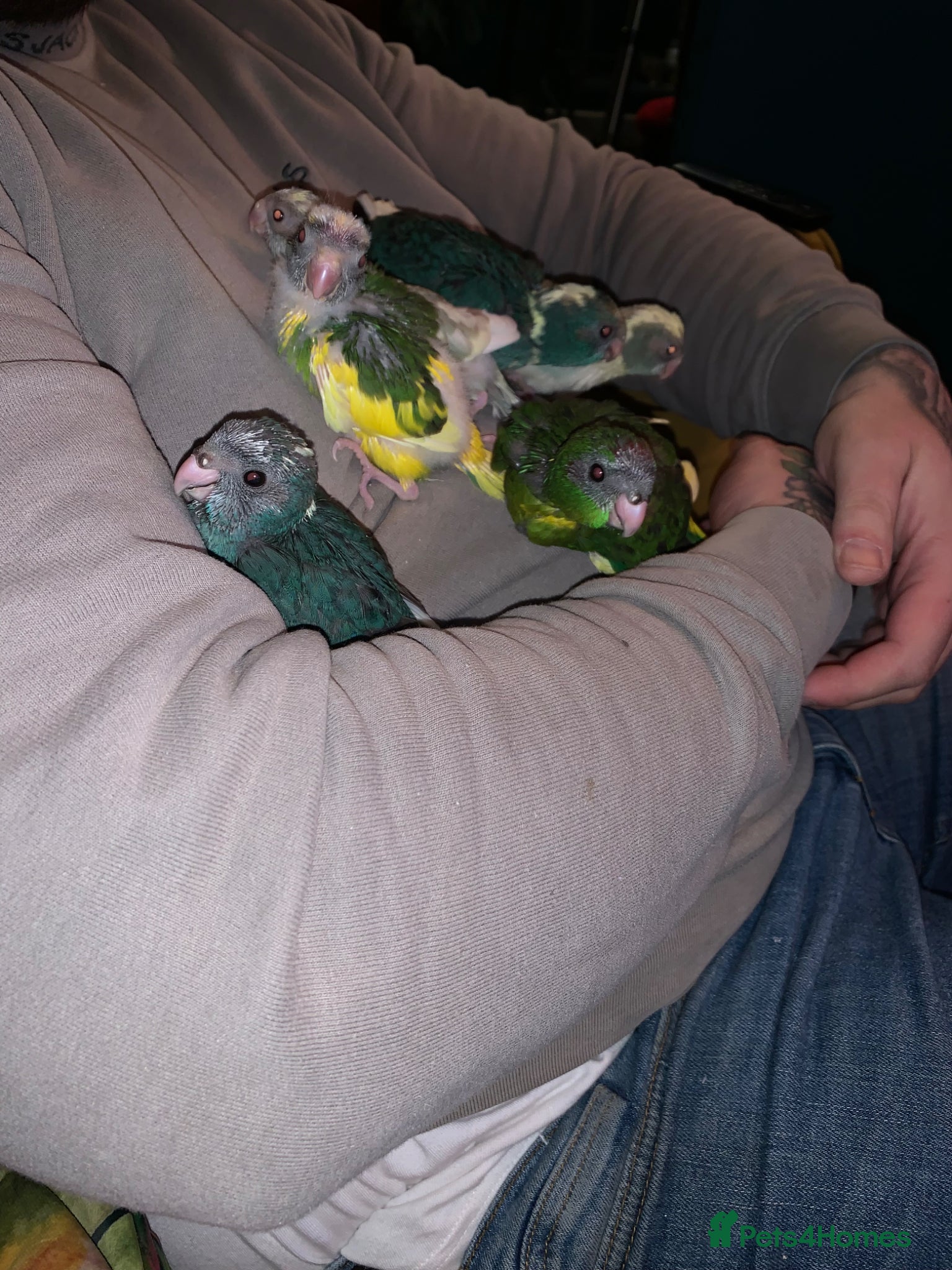 Ringnecks birds Baby Kakariki s being hand teared  - Advert 17