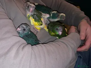 Ringnecks birds Baby Kakariki s being hand teared - Advert 17