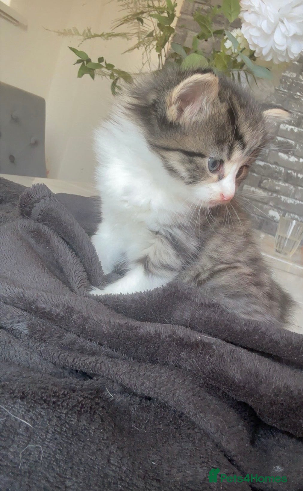 Mixed Breed cats 5kittens for sale  - Advert 21