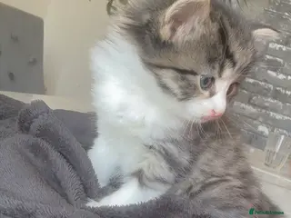 Mixed Breed cats 5kittens for sale - Advert 21