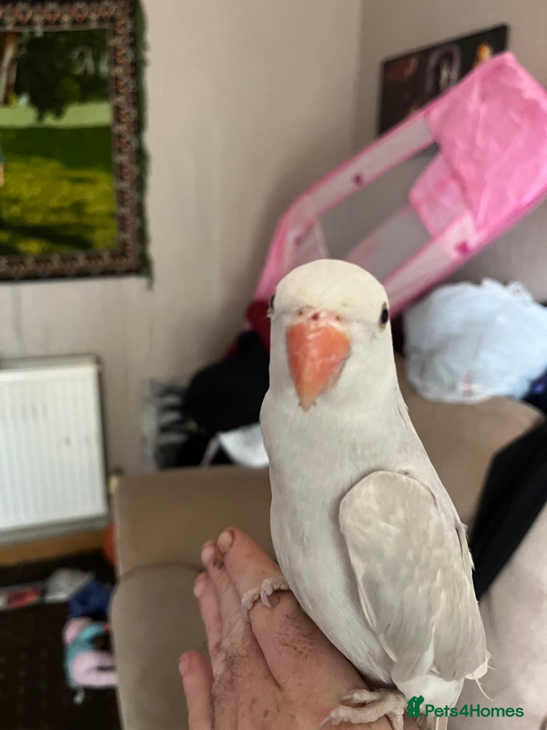 Ringnecks birds for sale: Hand tame clear tail ring neck - Image 1