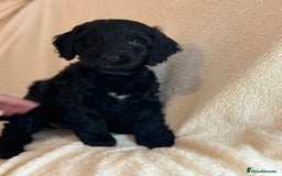 Cockapoo dogs for sale: Ready now and complete health check ❤️ - Image 6