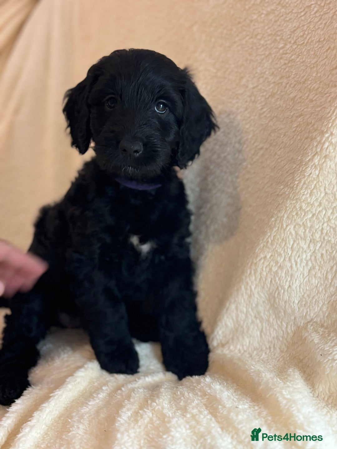 Cockapoo dogs for sale: Ready now and complete health check ❤️ - Image 6