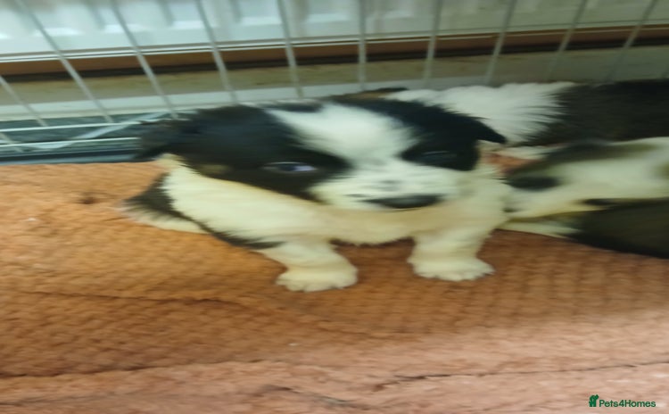 Border Collie dogs - Advert 2