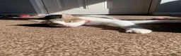 Mixed Breed cats for sale: 3 lovely gentle cats for rehoming.  - Advert 6