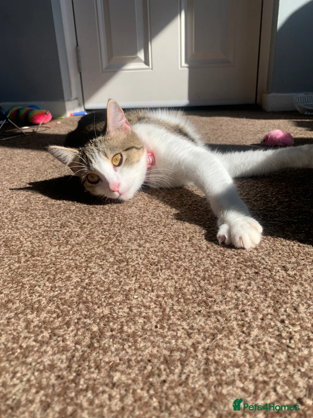 Mixed Breed cats for sale: 3 lovely gentle cats for rehoming.  - Advert 6