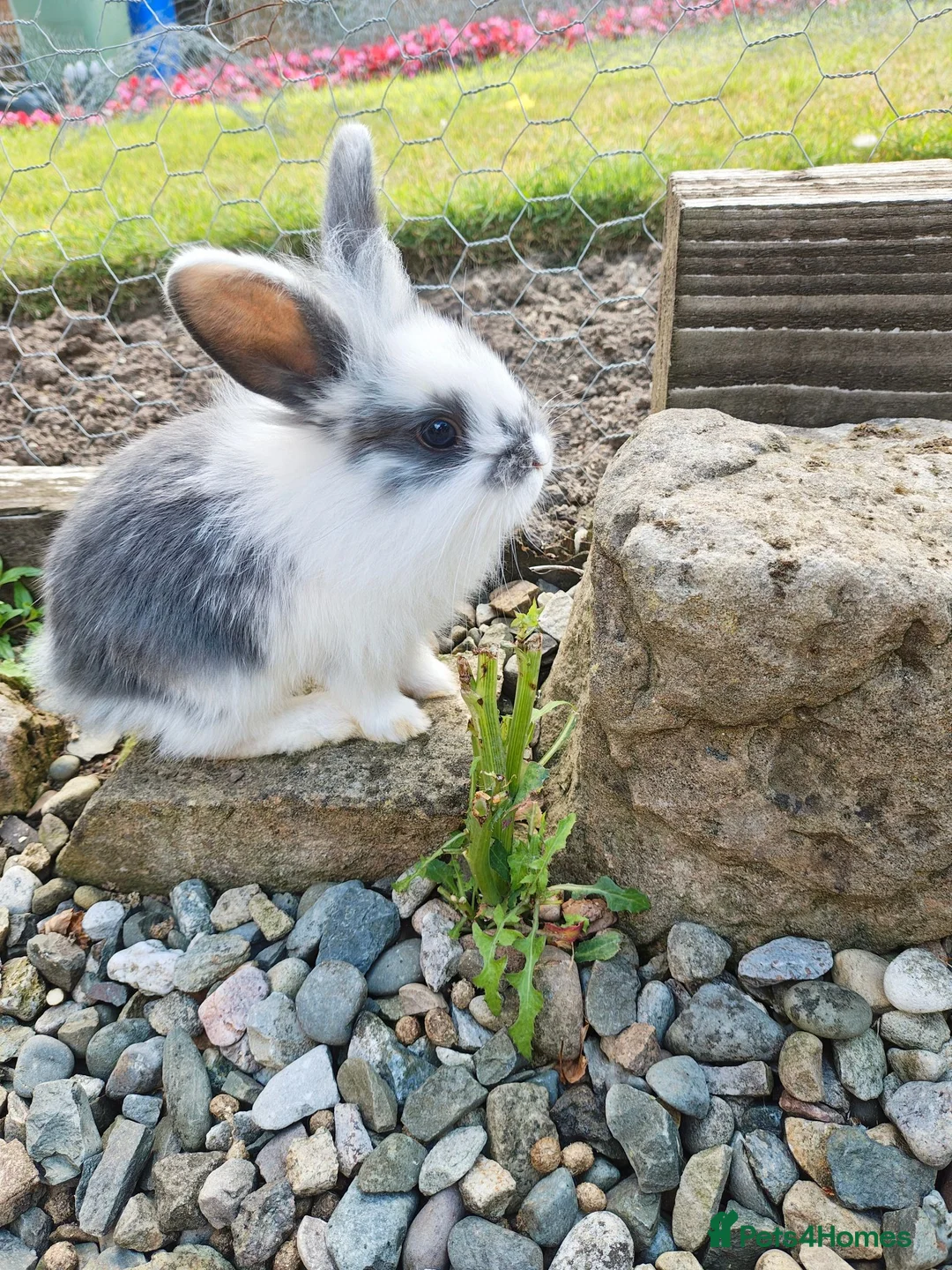Mini Lion Lop rabbits for sale: Mini Lion Lop - Advert 16