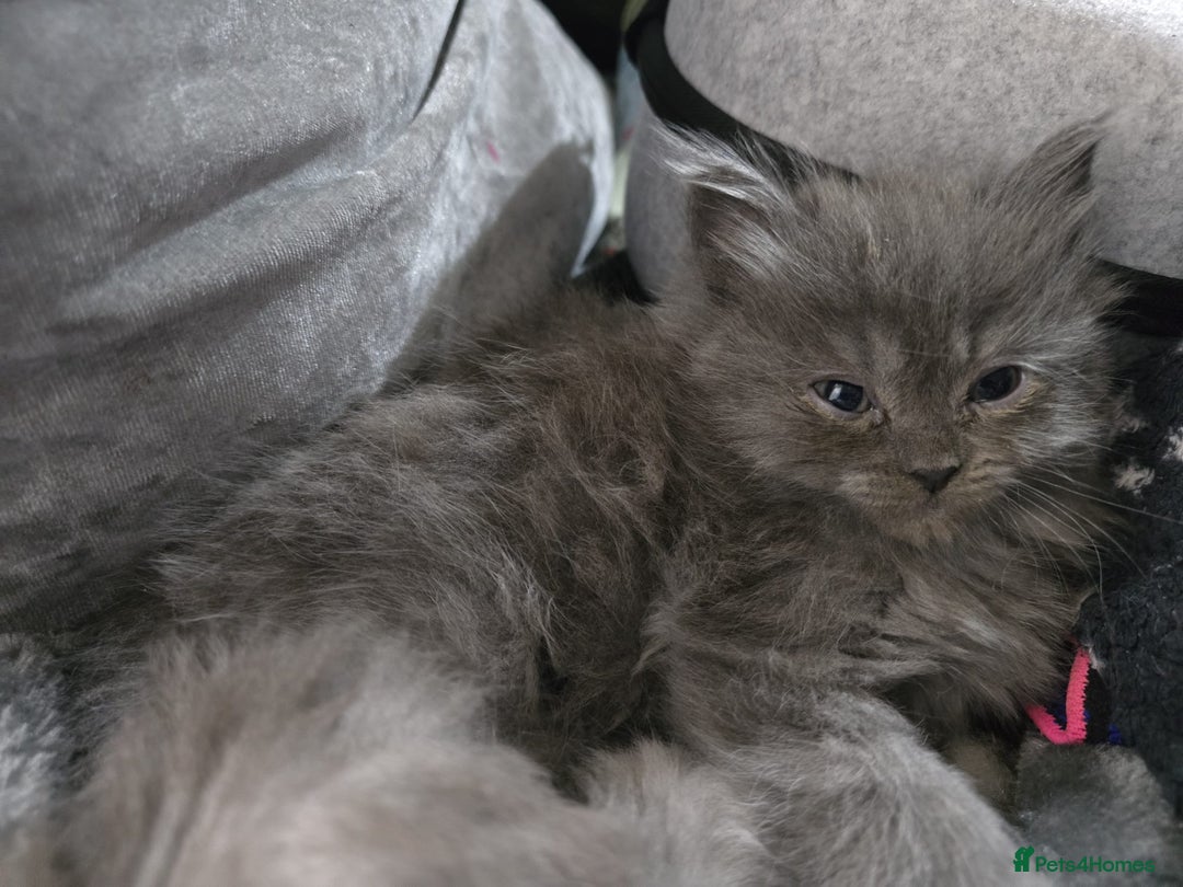 Persian cats for sale: 3 stunning Persian kittens ready now.  - Advert 4