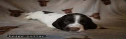English Springer Spaniel dogs for sale: English Springer Spaniel Pups Working / House pets in Cleator Moor - Advert 5