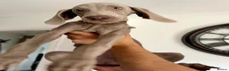 Weimaraner dogs for sale: 🌟READY 2 LEAVE🌟KC Reg Weimaraners 🩷💙 - Advert 14