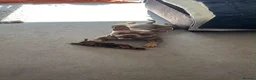 Mixed Breed dogs for sale: Reggie - Advert 8