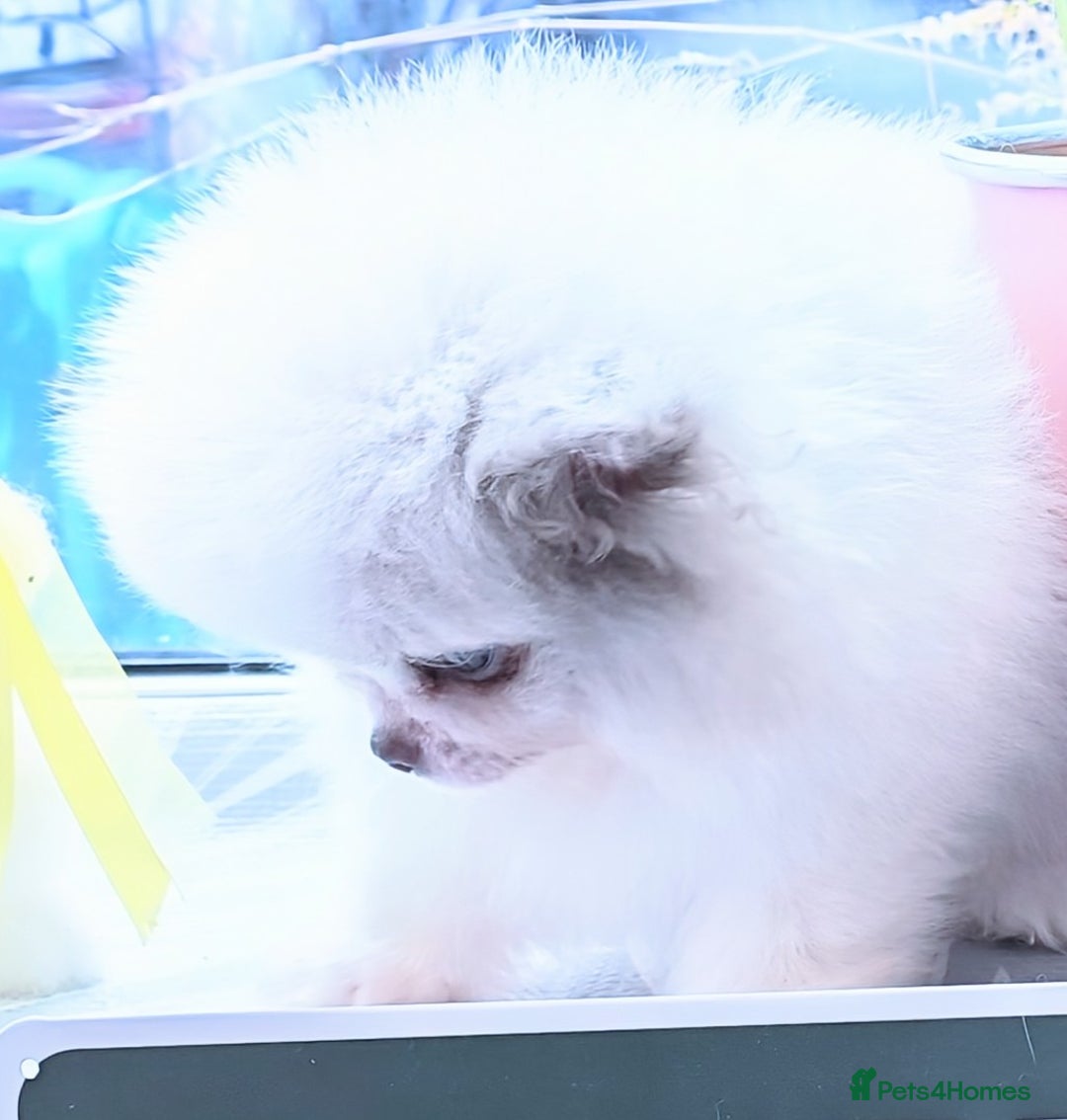 Pomeranian dogs for sale: Outstanding toy size poms - Image 3