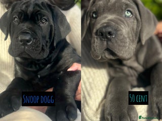 Mixed Breed dogs - Advert 3