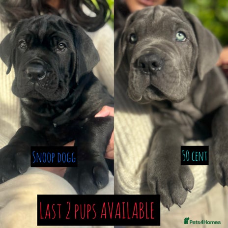 Mixed Breed dogs - Advert 1