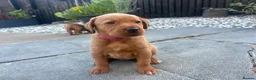 Labrador Retriever dogs for sale: Fox Red Labrador Retriever  - Advert 3