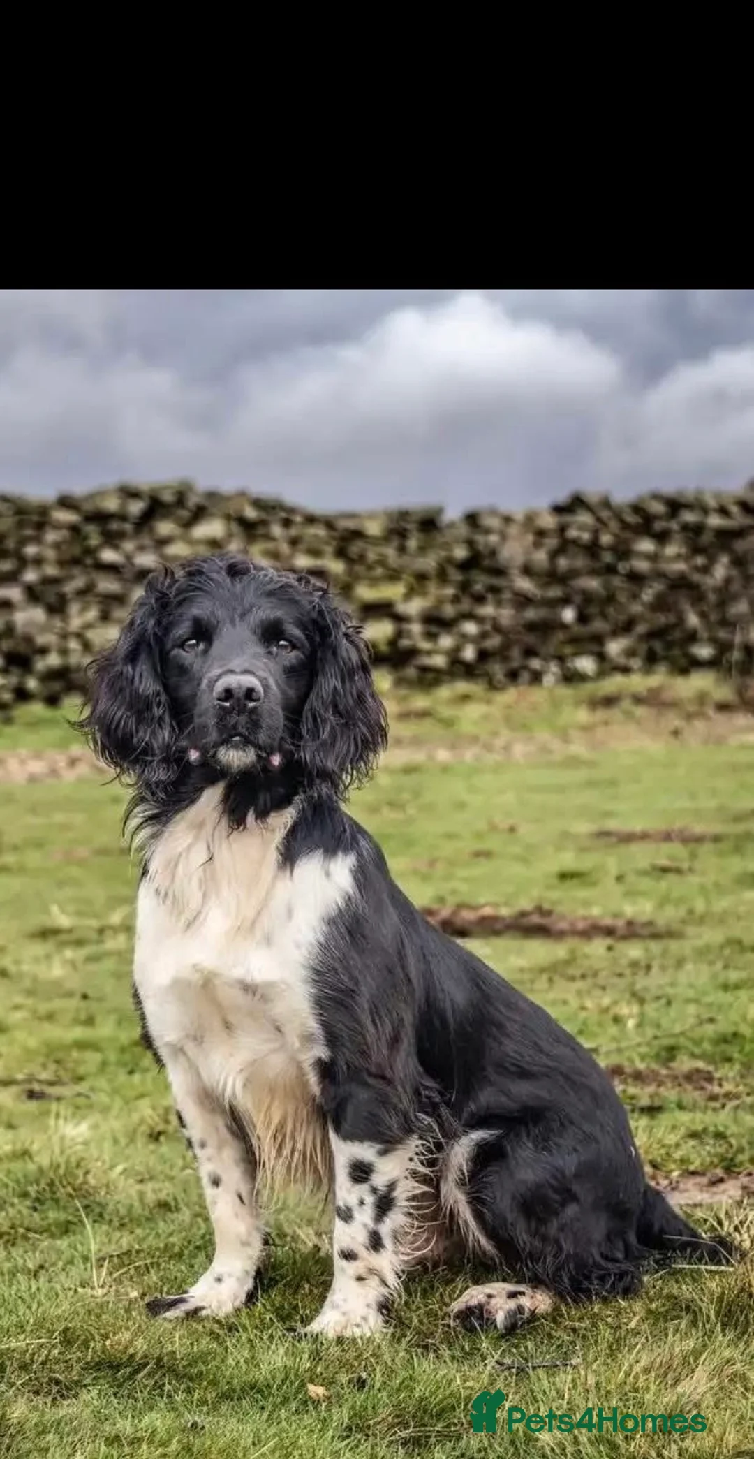 English Springer Spaniel dogs for sale: KC HEALTH TESTED SPRINGER SPANIEL PUPPIES  - Advert 9