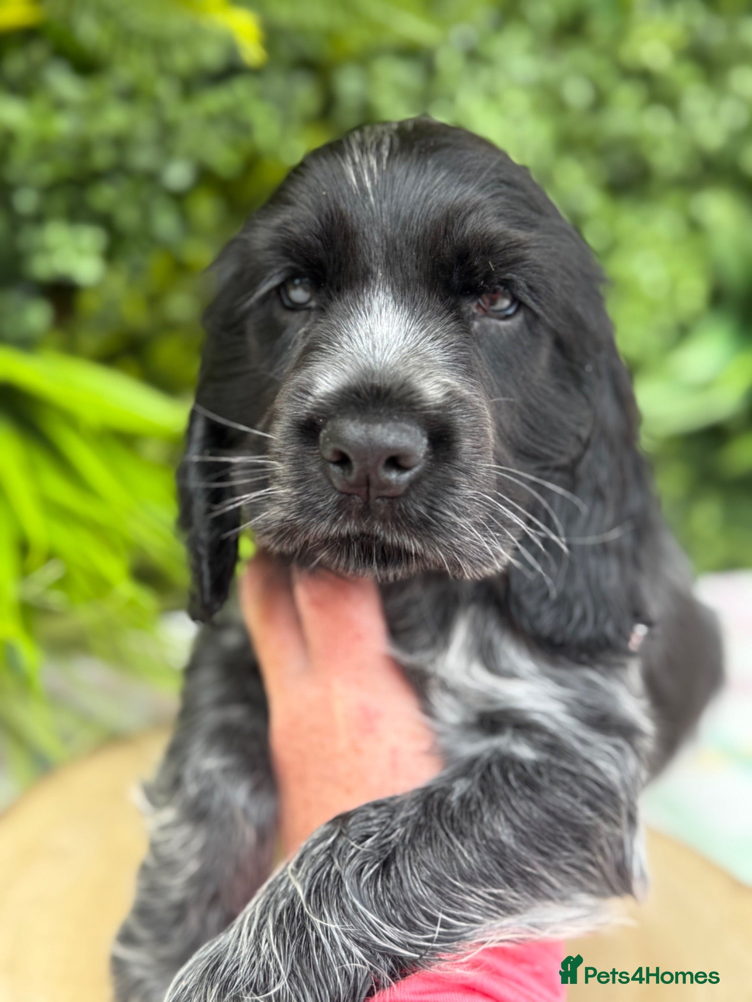 Cocker Spaniel dogs Sykehead cocker spaniels KC comprehensive health - Advert 1