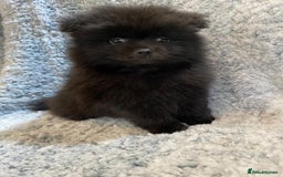 Pomeranian dogs for sale: Ready to leave Pomeranian puppies  - Image 11