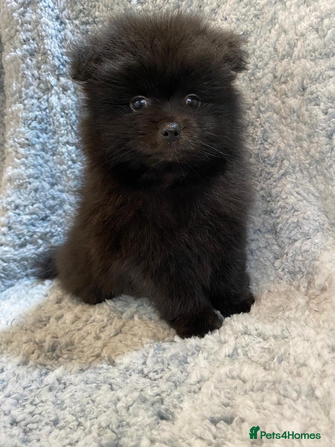 Pomeranian dogs for sale: Ready to leave Pomeranian puppies  - Image 11