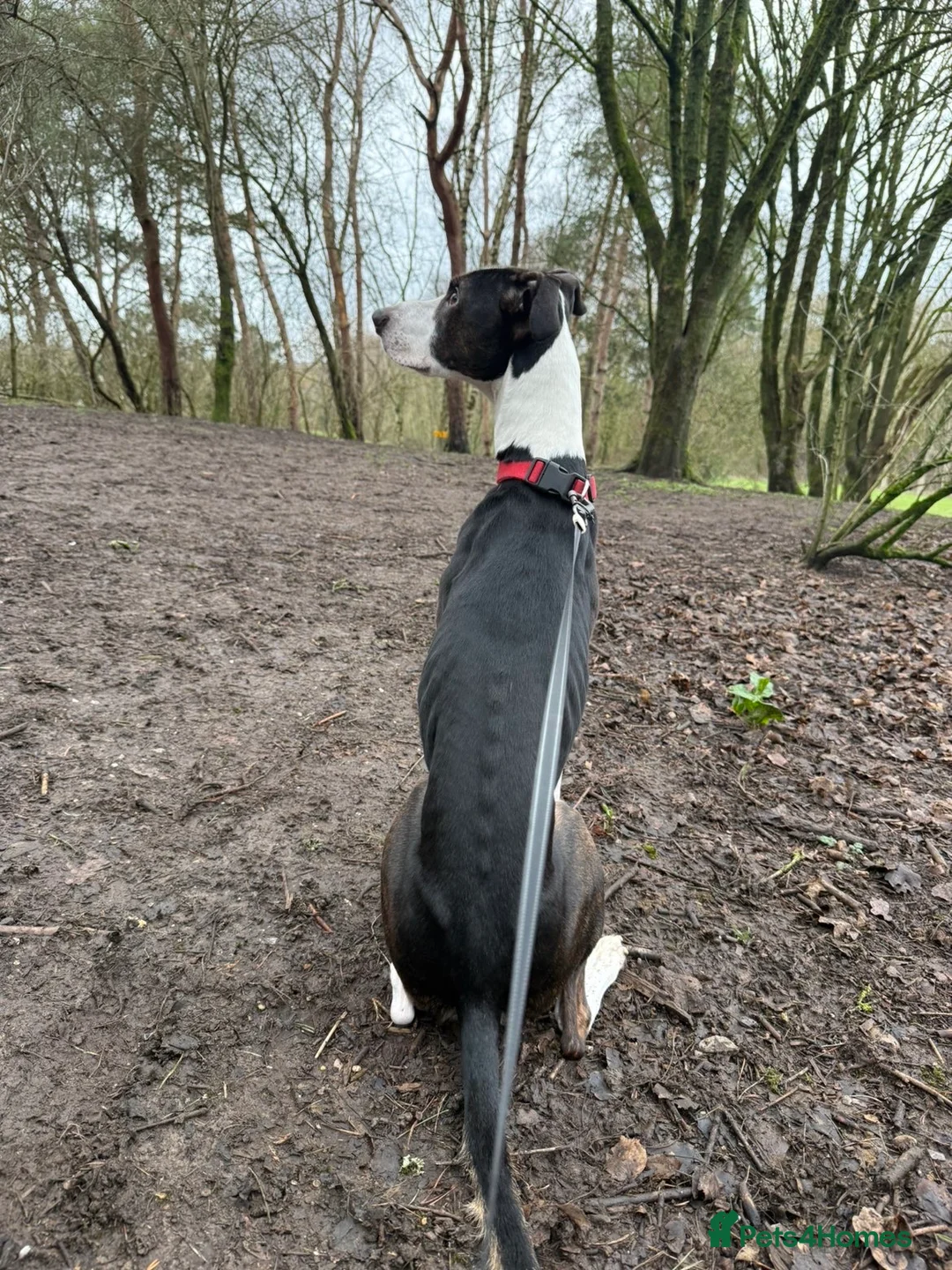 Mixed Breed dogs for sale: Staffy/lurcher  in Redditch - Advert 2